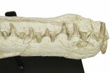 Impressive Fossil Dyrosaurus Rostrum - Morocco #227168-1